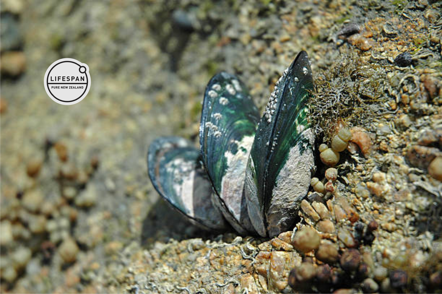 NZ Green Lipped Mussel