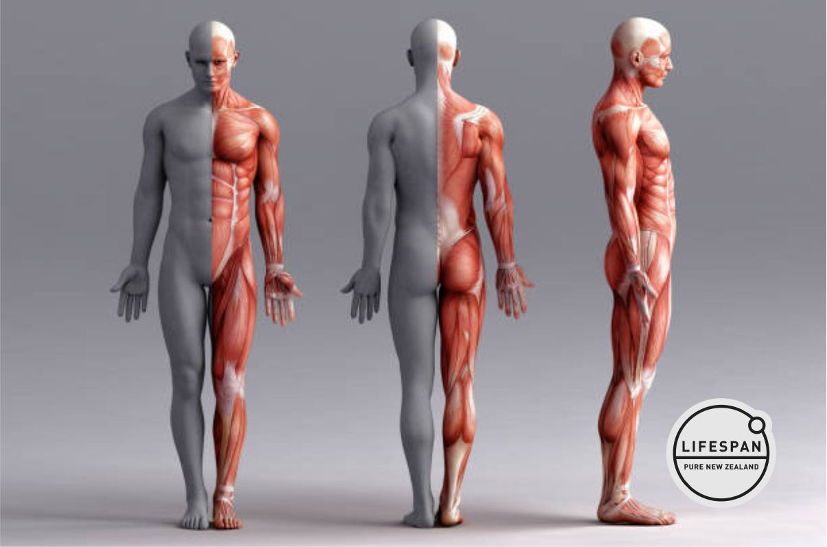 Muscles Revealed: What Are Their Roles in Our Bodies?