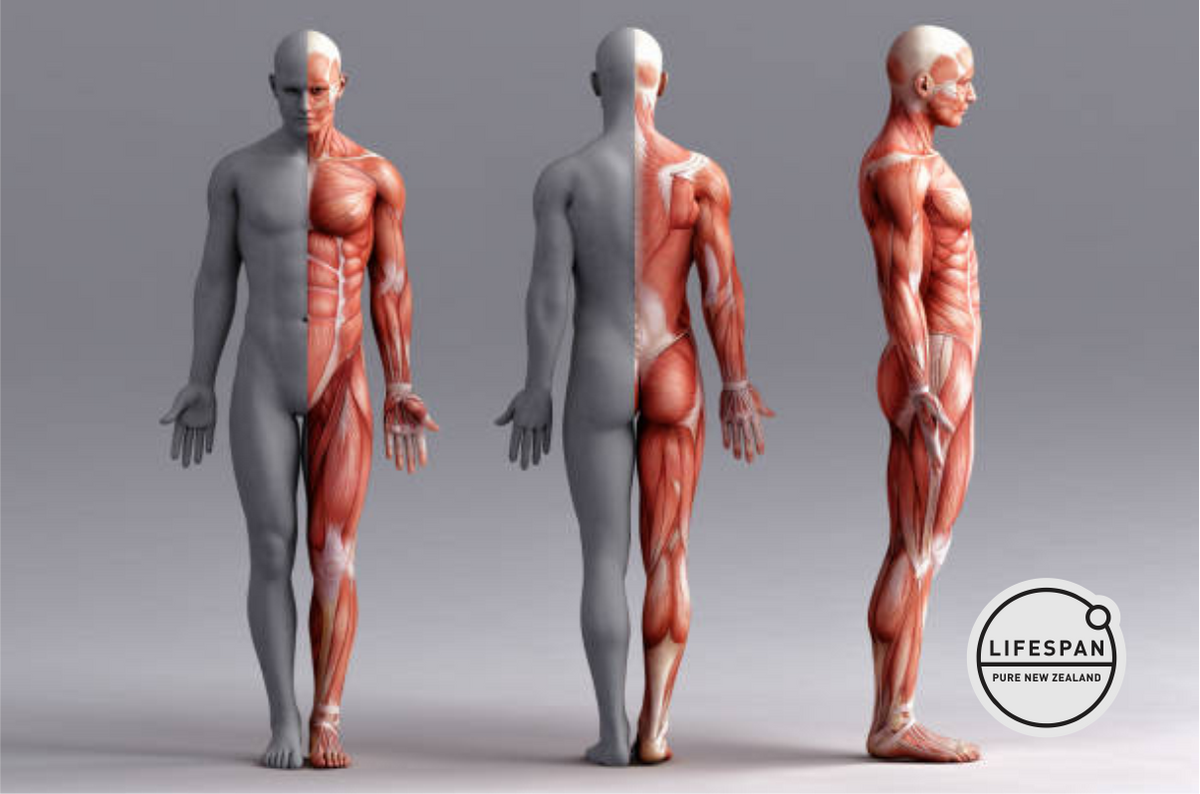 Muscles Revealed: What Are Their Roles in Our Bodies? – PureLifespan